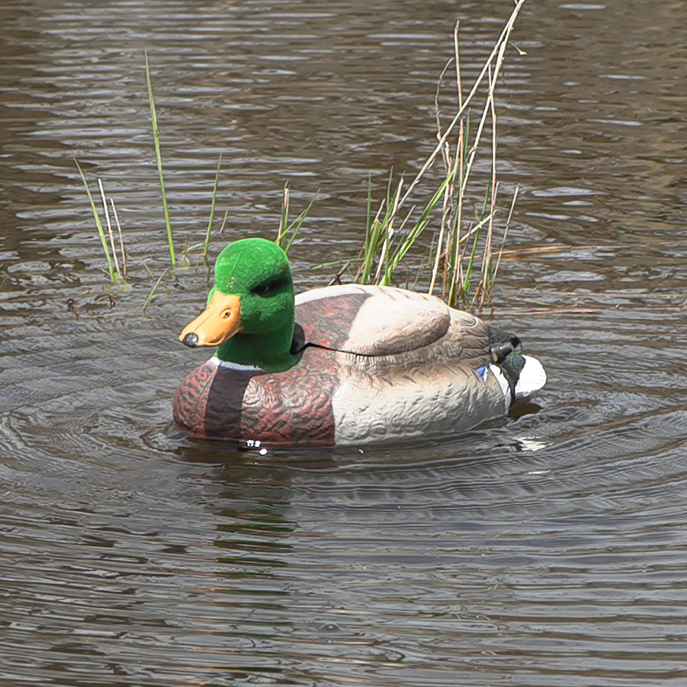 Chasse Passion -Chasse Passion Natural Flutter Extreme Drake Flocked 1