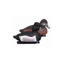 Blette De Morillon Higdon X6