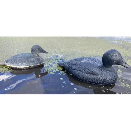 Forme D'eider Noire Magnum