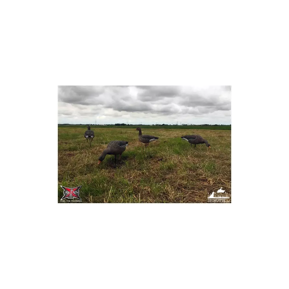 Formes D'oie Cendrée Sur Pattes AvianX X6 2 Formes D'oie Cendrée Sur Pattes AvianX X6 – Image 2