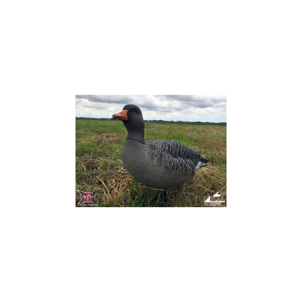 Formes D'oie Cendrée Sur Pattes AvianX X6 5 Formes D'oie Cendrée Sur Pattes AvianX X6 – Image 5