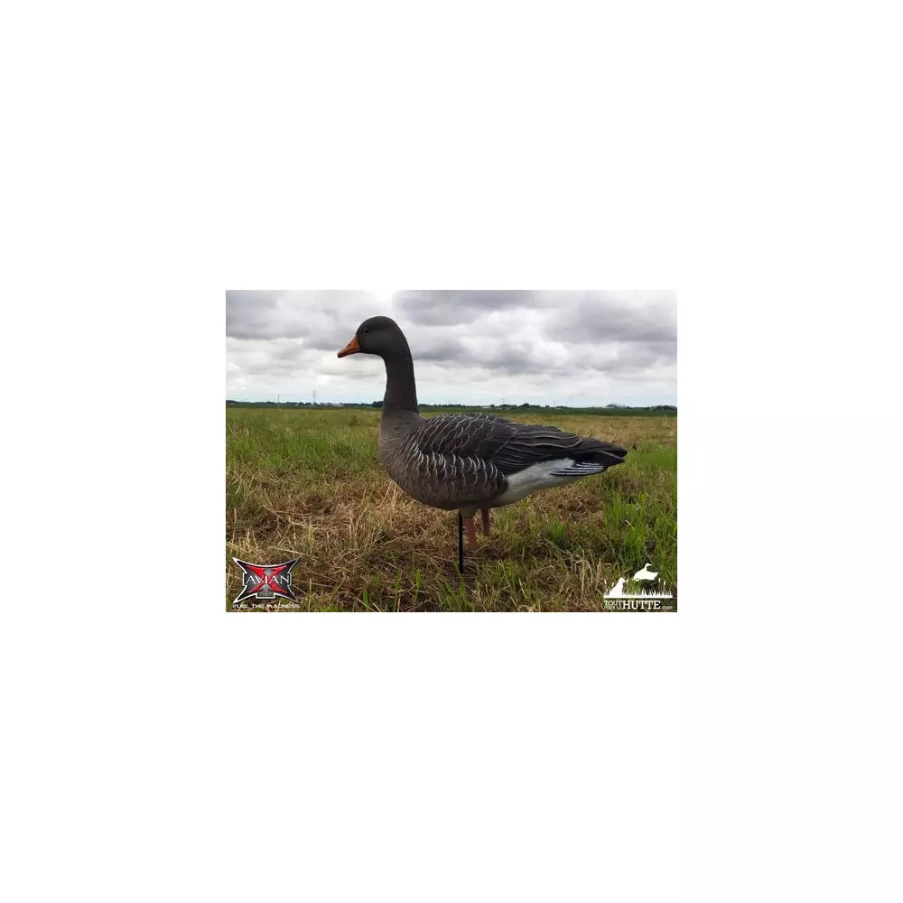 Formes D'oie Cendrée Sur Pattes AvianX X6 1 Formes D'oie Cendrée Sur Pattes AvianX X6