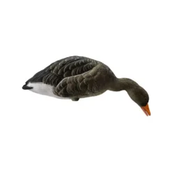 Formes D'oie Cendrée Sur Pattes Final Approach