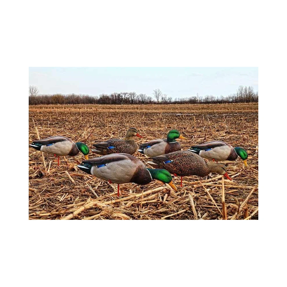 Formes De Colvert Sur Pattes AvianX 2 Formes De Colvert Sur Pattes AvianX – Image 2