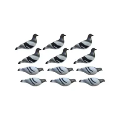 Formes De Pigeon Biset HD X12
